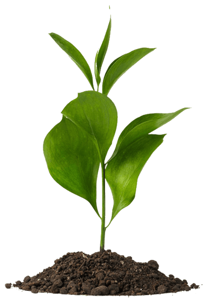 pnghut_plants-botany-clip-art-soil-natural-environment-herb